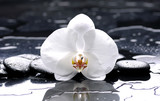 zen or spa still life on black with white orchid