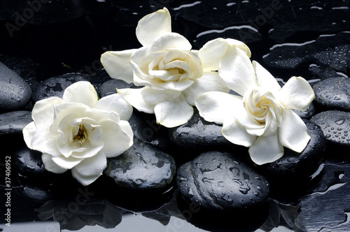 Wet Zen Spa Stones with gardenia flower Fototapete