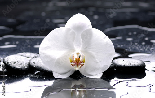 Naklejka na kafelki zen or spa still life on black with white orchid