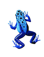 Colorful Blue Frog On White Background. Isolated