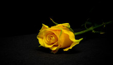 Yellow Rose On A Black Background