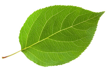 Green leaf