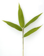 Bambusblatt, Gartenbambus