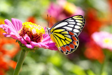 Beautiful Butterfly On A  Pink Flower