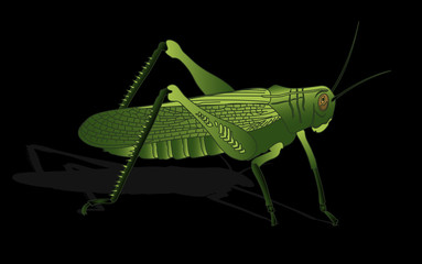 bug - cricket isolated on black background , vector