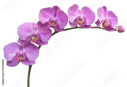 Naklejka - mata magnetyczna na lodówkę Flower Orchid frame background