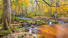 Beautiful River In Autumn Forest