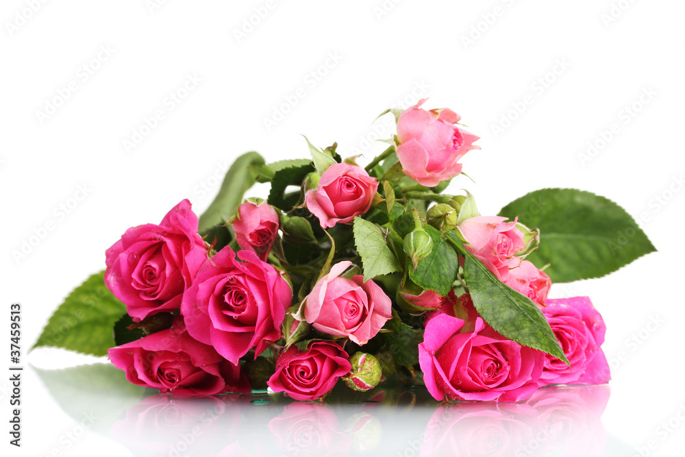 Many pink roses isolated on white