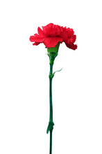 Red Carnation Isolated On White
