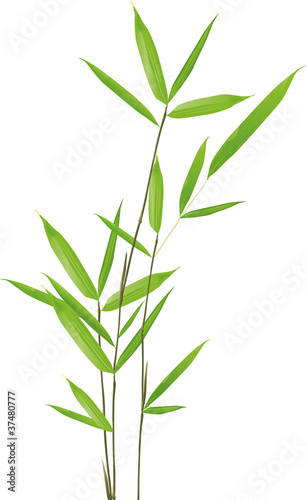 einzelne bedruckte Lamellen - Bambus (von sanitra)