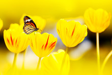 A Tulip With Butterflies