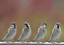 Sparrows Birds