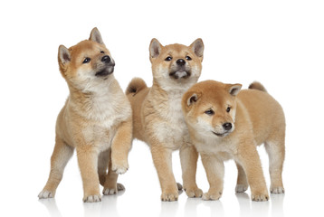 Poster - Three Shiba inu puppies on white background