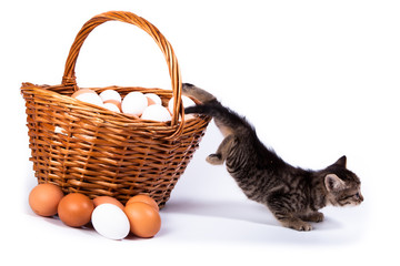 Poster - Kitten und eggs