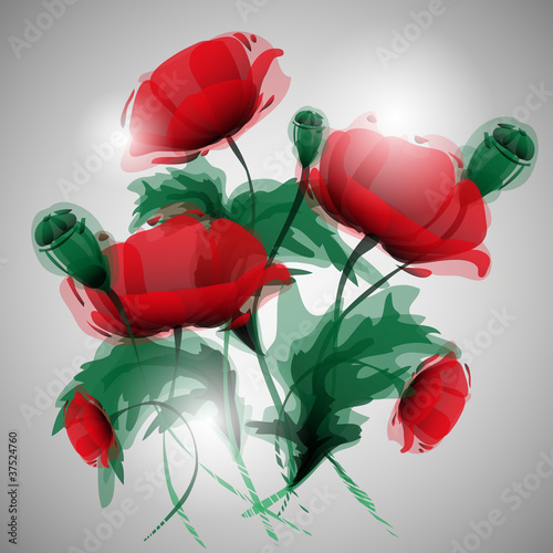 Fototapeta do kuchni poppies vector illustration