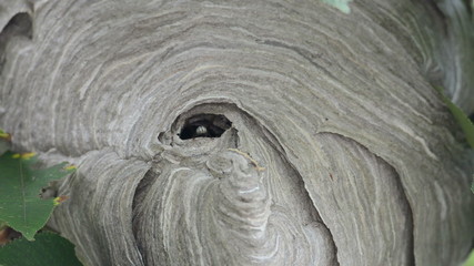 Sticker - Bald-faced hornet’s nest