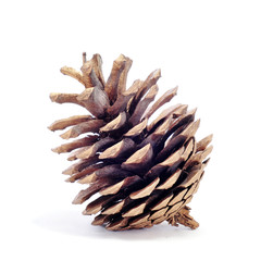 Poster - pine cone