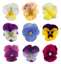 Collection Of Pansies