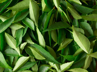 close up of fresh indian curry leaves