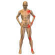 © high_resolution - High resolution conceptual 3D anatomy