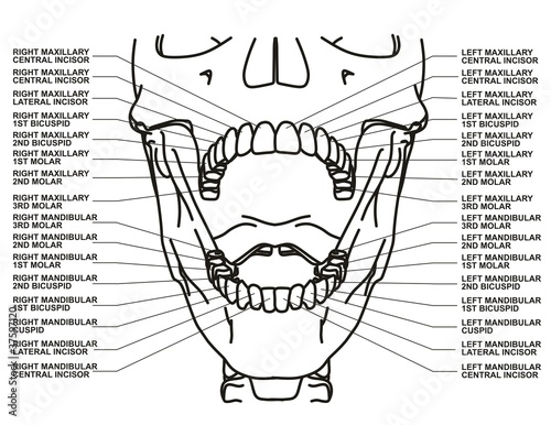 Dental Chart Human