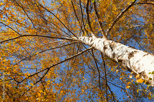 Dekoracja na wymiar  brzozy-drzewo-z-zoltymi-liscmi-przeciw-niebieskiemu-niebu-w-jesien-dniu