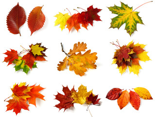 autumnal leaves collection
