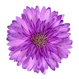 Fototapeta Kwiaty - Cornflower like Pink Purple Flower Isolated
