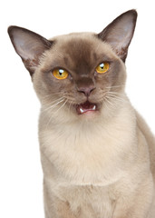 Sticker - Burmese cat portrait