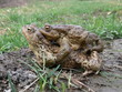 two common toads during mating