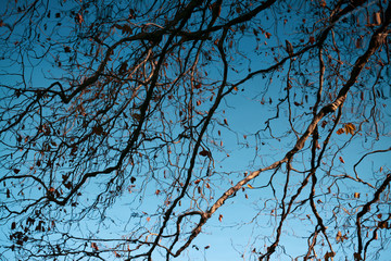 Wall Mural - branches in the lake reflected