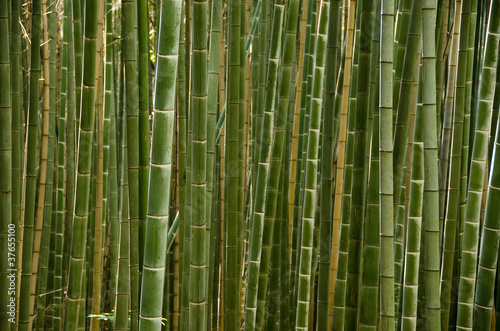 Naklejka na kafelki Stems of a bamboo forest