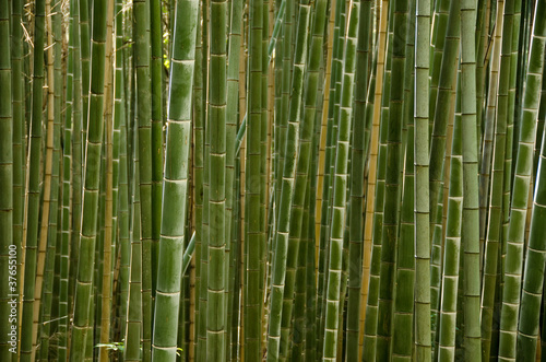 Naklejka - mata magnetyczna na lodówkę Stems of a bamboo forest