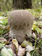 puffball mushroom among falling leaves