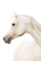 Fotoroleta zwierzę koń ogier arabski arabian