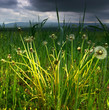 The dandelions against a stormy sky