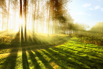 Wall Mural - Sunny forest early in the morning