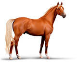 Vector beautiful realistic flaxen chestnut horse