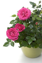 Miniature Rose House Plant