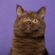 British shorthair cat, in front of purple background