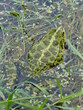 frog swimming among water plants
