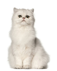Wall Mural - Persian cat, sitting in front of white background