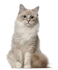 Wall Mural - Ragdoll cat, 1 year old, sitting in front of white background