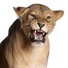 Lioness, Panthera Leo, 3 Years Old, Snarling