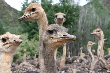 Inquisitive Ostriches