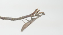 Praying Mantis Clinging To A Stick