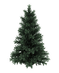 Wall Mural - alpine fir tree isolated on white background