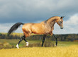 golden akhal-teke horse