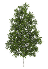 Wall Mural - european white birch tree isolated on white background