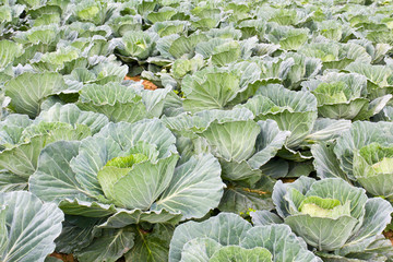 Wall Mural - Cabbage fields in Thailand